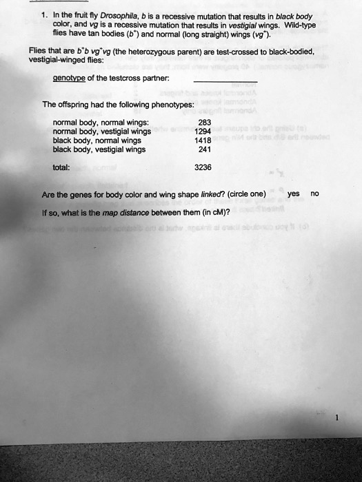SOLVED: In the fruit fly Drosophila is a recessive mutation that