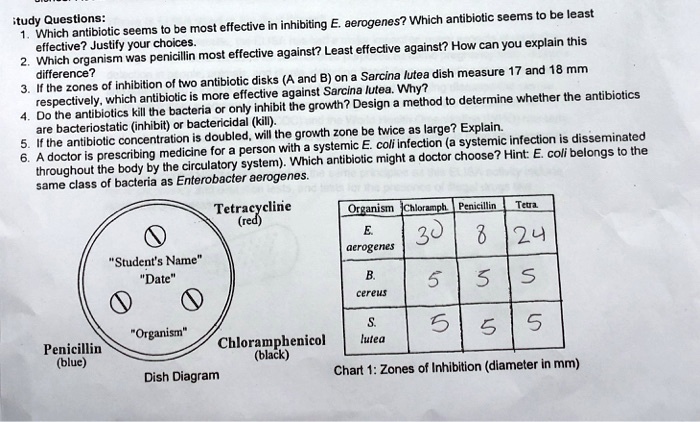 Study Questions:
1. Which antibiotic seems to be most effective in inhibiting E. aerogenes? Which antibiotic seems to be least effective? Justify your choices.
2. Which organism was penicillin most effective against? Least effective against? How can you explain this difference?
3. If the zones of inhibition of two antibiotic disks (A and B) on a Sarcina lutea dish measure 17 and 18 mm respectively, which antibiotic is more effective against Sarcina lutea. Why?
4. Do the antibiotics kill the bacteria or only inhibit the growth? Design a method to determine whether the antibiotics are bacteriostatic (inhibit) or bactericidal (kill).
5. If the antibiotic concentration is doubled, will the growth zone be twice as large? Explain.
6. A doctor is prescribing medicine for a person with a systemic E. coli infection (a systemic infection is disseminated throughout the body by the circulatory system). Which antibiotic might a doctor choose? Hint: E. coli belongs to the same class of bacteria as Enterobacter aerogenes.

Dish Diagram
Tetracycline (red)
"Student's Name"
"Date"
"Organism"
Penicillin (blue)
Chloramphenicol (black)

Organism | Chloramph. | Penicillin | Tetra.
E. aerogenes | 30 | 8 | 24
B. cereus | 5 | 5 | 5
S. lutea | 5 | 5 | 5

Chart 1: Zones of Inhibition (diameter in mm)