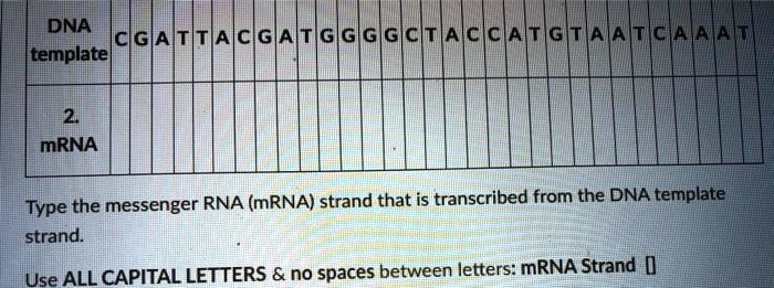 Solved:dna Gia Ktemplate Mrna Type The Messenger Rna (mrna) Strand That 