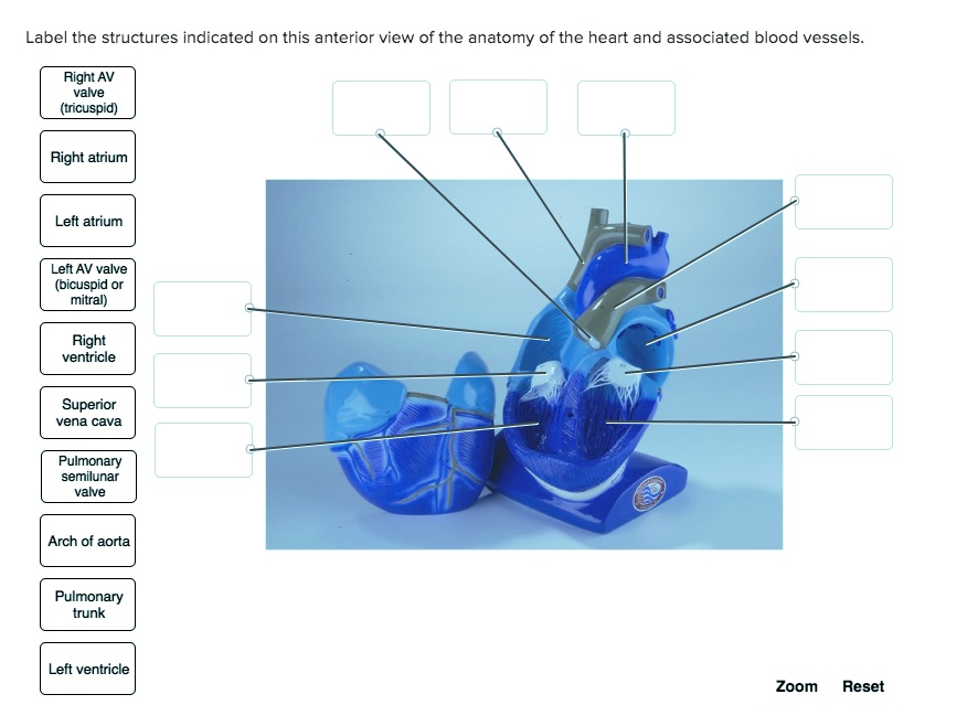 Label the structures indicated on this anterior view of the...