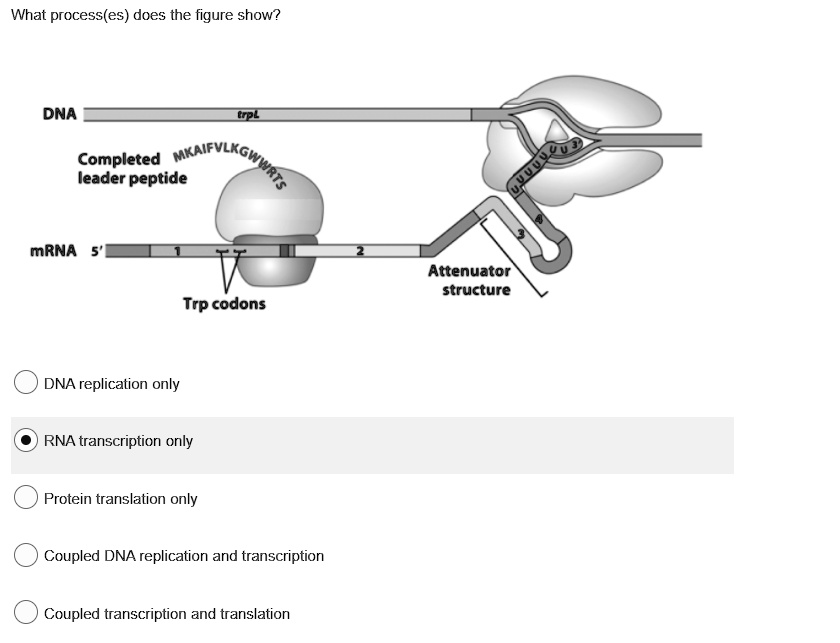 SOLVED What process(es) does the figure show? DNA Completed JAAFVLKGHIS leader 'peptide mRNA