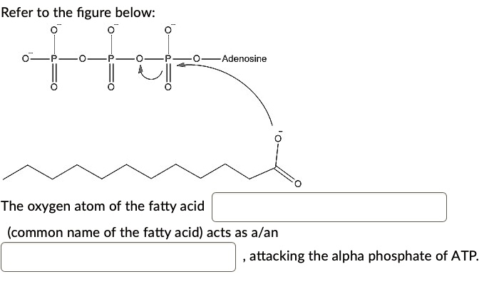 refer to the figure below adenosine the oxygen atom of the fatty acid