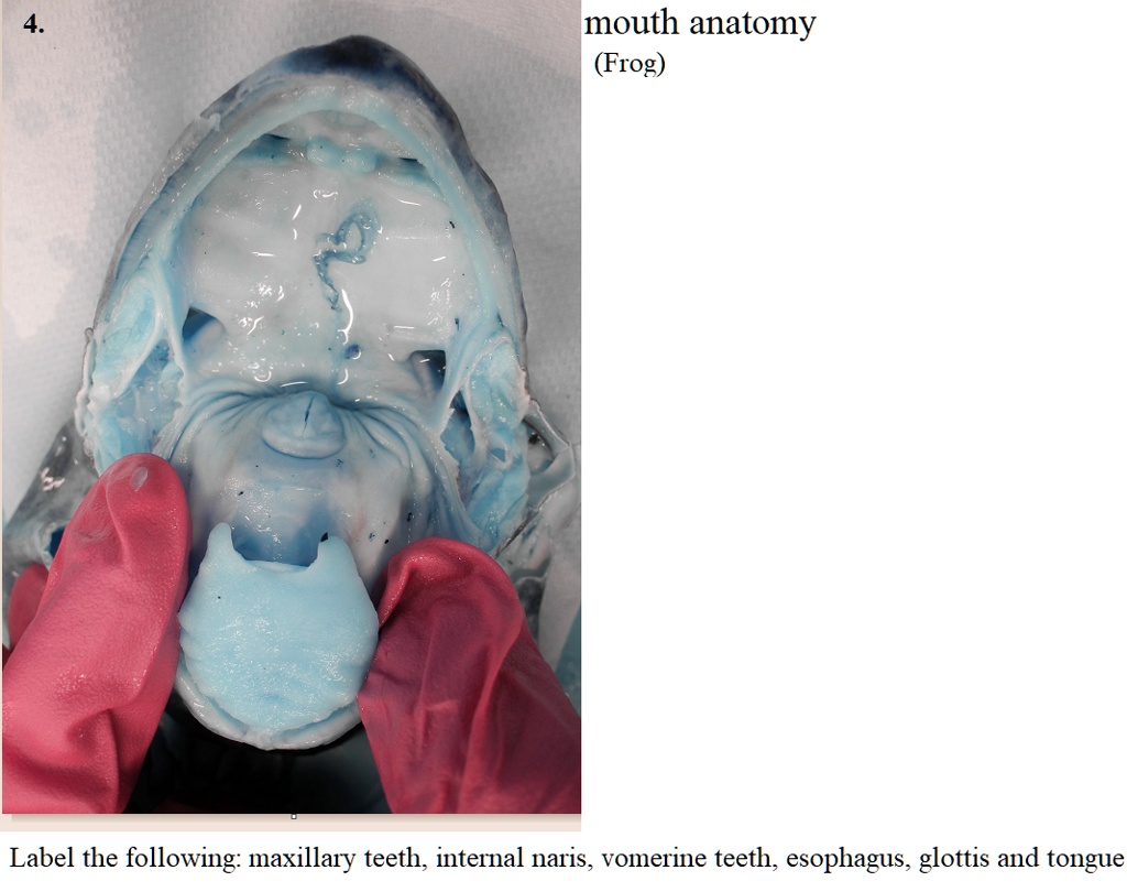 SOLVED: Mouth Anatomy (Frog) Label the following: maxillary teeth