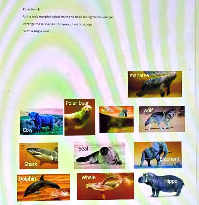 SOLVED: Question 2: Using only morphological traits and basic