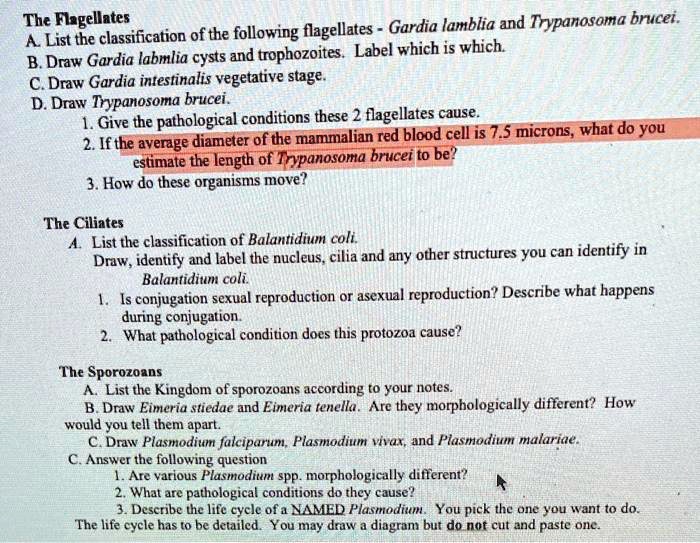 The Flagellates
A. List the classification of the following flagellates - Gardia lamblia and Trypanosoma brucei.
B. Draw Gardia labmlia cysts and trophozoites. Label which is which.
C. Draw Gardia intestinalis vegetative stage.
D. Draw Trypanosoma brucei.
1. Give the pathological conditions these 2 flagellates cause.
2. If the average diameter of the mammalian red blood cell is 7.5 microns, what do you estimate the length of Trypanosoma brucei to be?
3. How do these organisms move?

The Ciliates
A. List the classification of Balantidium coli.
Draw, identify and label the nucleus, cilia and any other structures you can identify in Balantidium coli.
1. Is conjugation sexual reproduction or asexual reproduction? Describe what happens during conjugation.
2. What pathological condition does this protozoa cause?

The Sporozoans
A. List the Kingdom of sporozoans according to your notes.
B. Draw Eimeria stiedae and Eimeria tenella. Are they morphologically different? How would you tell them apart.
C. Draw Plasmodium falciparum, Plasmodium vivax, and Plasmodium malariae.
C. Answer the following question
1. Are various Plasmodium spp. morphologically different?
2. What are pathological conditions do they cause?
3. Describe the life cycle of a NAMED Plasmodium. You pick the one you want to do. The life cycle has to be detailed. You may draw a diagram but do not cut and paste one.