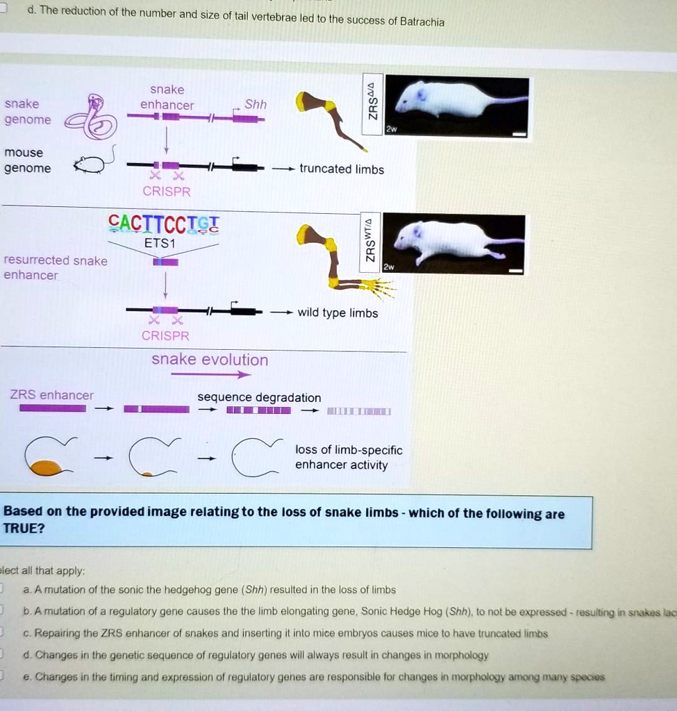 SOLVED: The reduction of the number and size of tail vertebrae led to ...