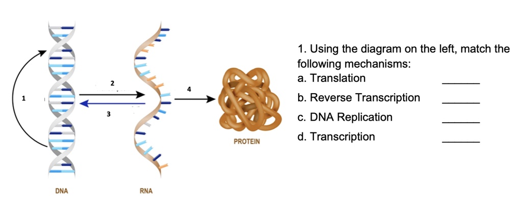 SOLVED: Using The Diagram On The Left, Match The Following Mechanisms ...