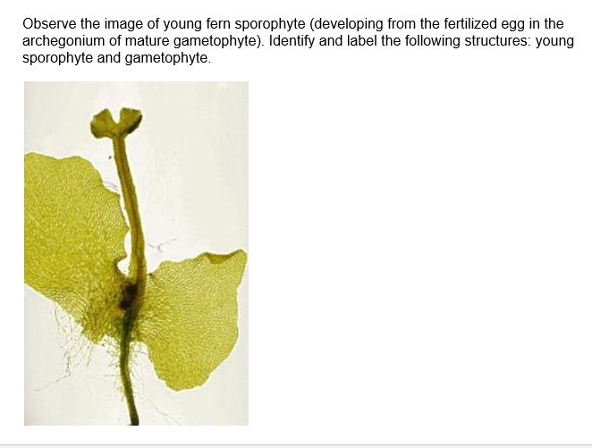 Observe the image of young fern sporophyte (developing from the fertilized egg in the archegonium of mature gametophyte). Identify and label the following structures: young sporophyte and gametophyte.