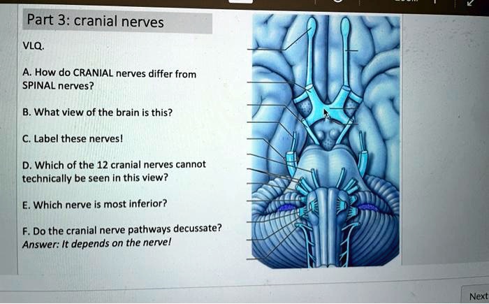 Solved Part Cranial Nerves Vlq A How Do Cranial Nerves Differ From