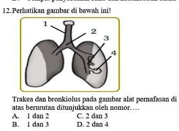 SOLVED: trakea dan bronkiolus 12 Perhatikan gatbar di bawah inil Trakea