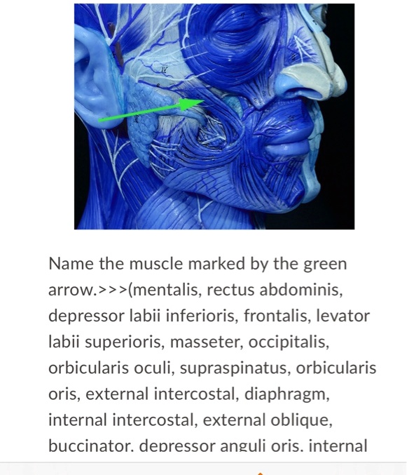 SOLVED Name the muscle marked by the green arrow. mentalis