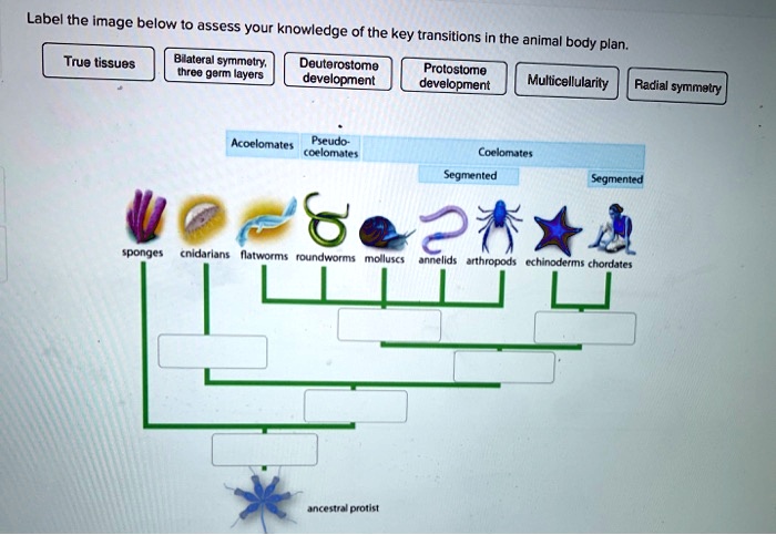 SOLVED: Label the Image below to assess your knowledge of the key ...
