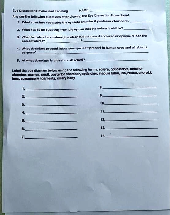SOLVED Eye Dissection Review and Labeling NAME Answer the following