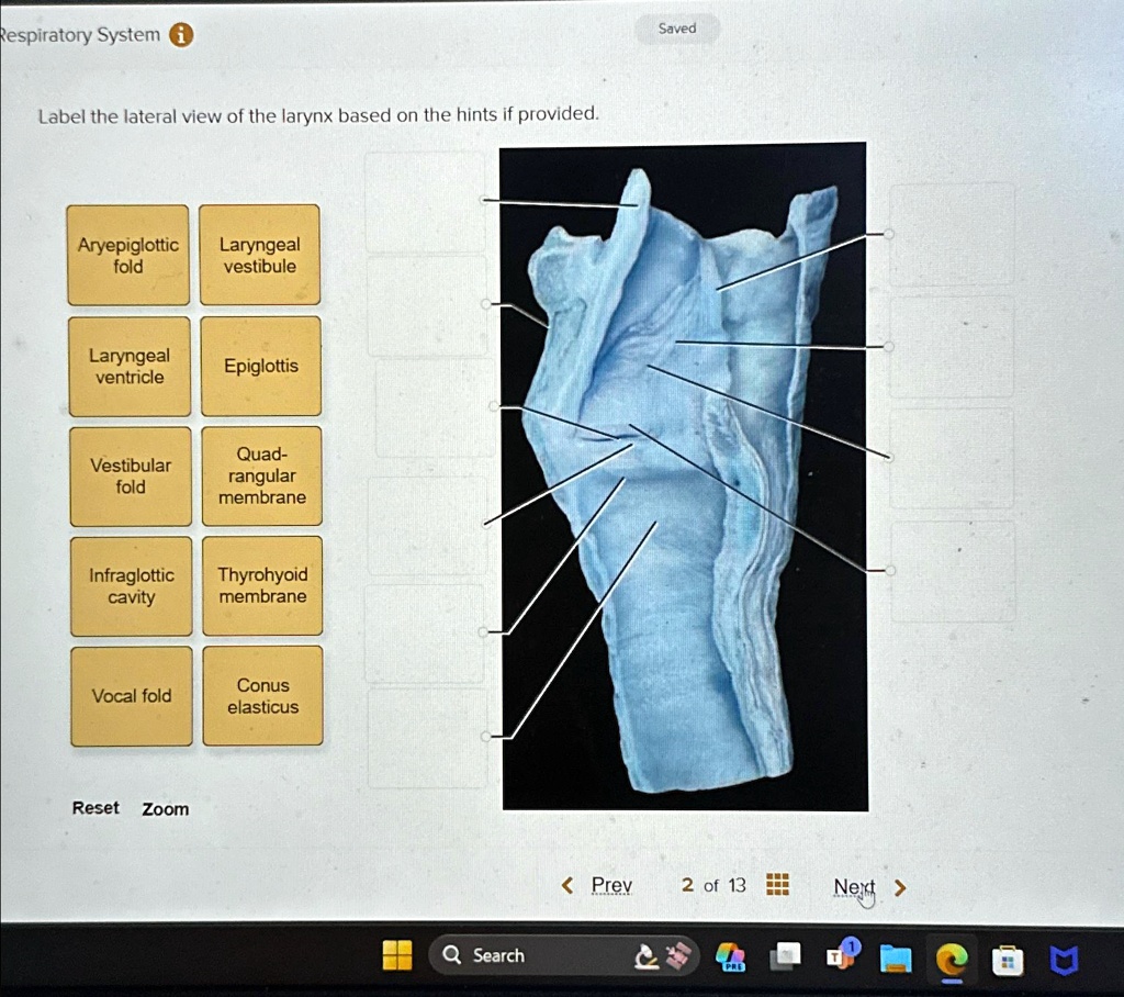 Respiratory System (i) Saved Label the lateral view of the larynx based ...