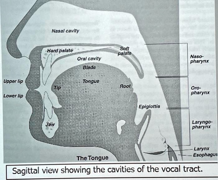 SOLVED Texts List their physiological function(s) for the following