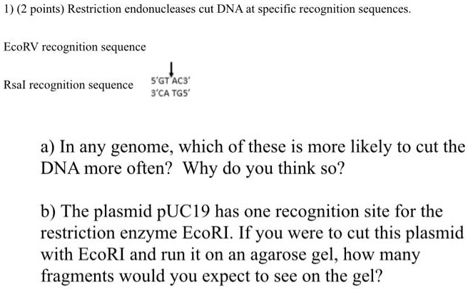 Solved1 2 Points Restriction Endonucleases Cut Dna At Specific Recognition Sequences Ecorv 6271