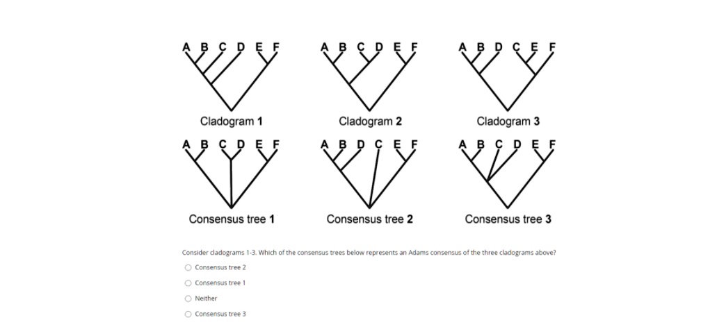 A B C D E F
Cladogram 1
A B C D E F
Cladogram 2
A B D C E F
Cladogram 3
A B C D E F
Consensus tree 1
A B D C E F
Consensus tree 2
A B C D E F
Consensus tree 3
Consider cladograms 1-3. Which of the consensus trees below represents an Adams consensus of the three cladograms above?
Consensus tree 2
Consensus tree 1
Neither
Consensus tree 3