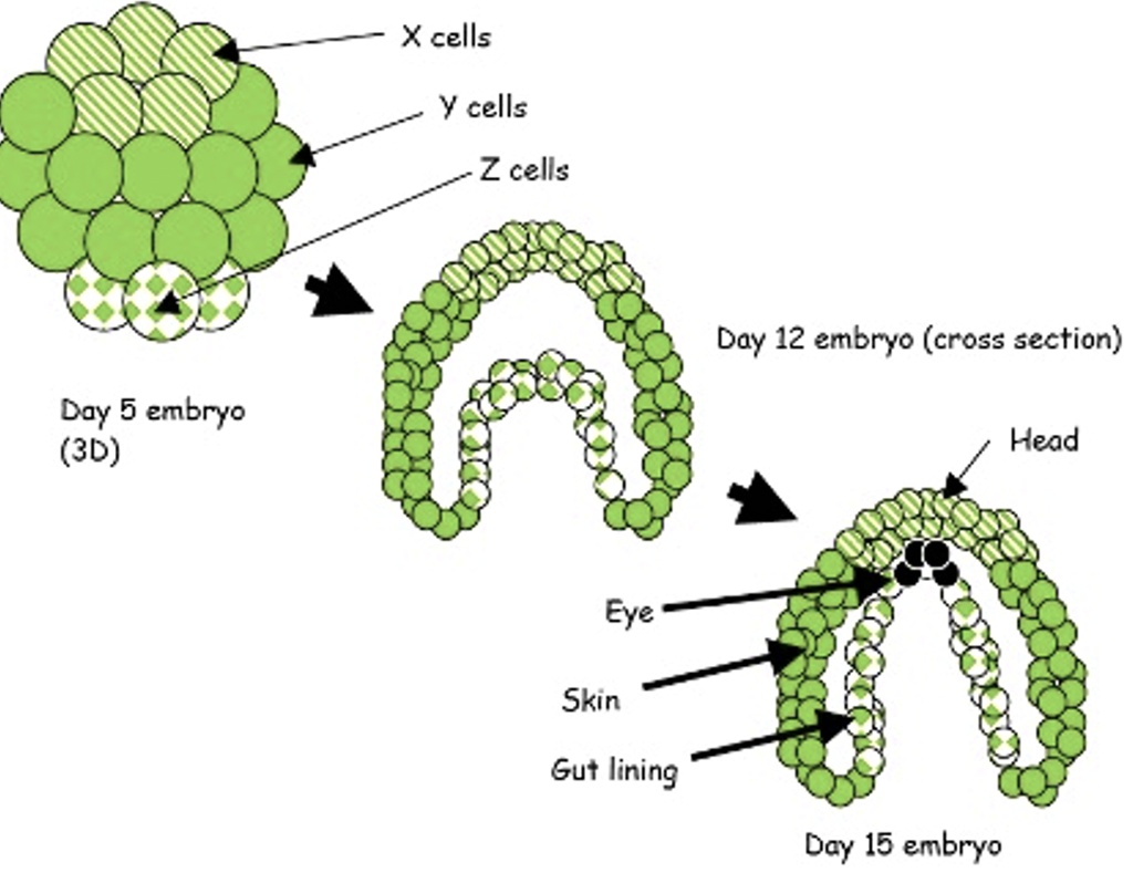 Embryonic Skin Development In the theoretical embryo shown below, it is possible to trace the ...