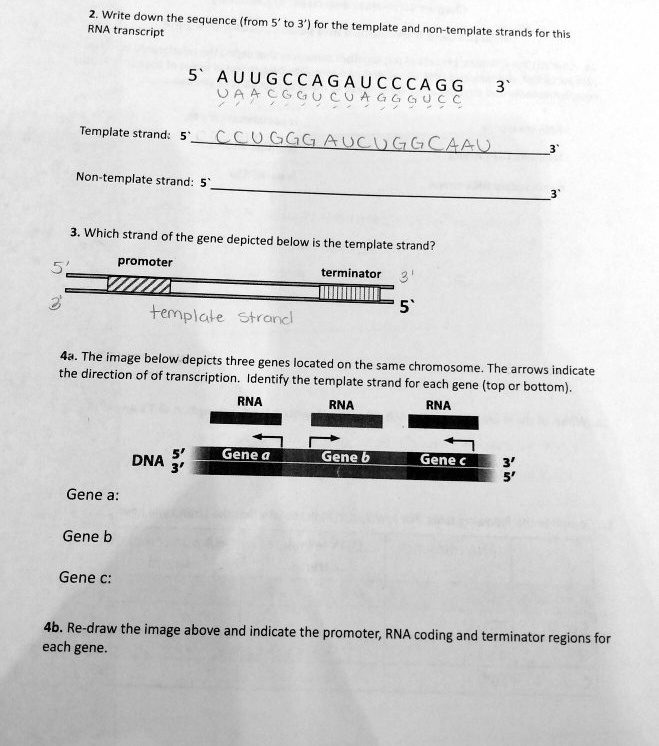 SOLVED: Write Down The Sequence (from To 3") For The RNA Transcript ...