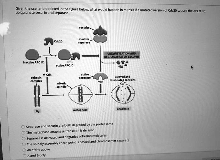 Given the scenario depicted in the figure below, what would happen in mitosis if a mutated version of Cdc20 caused the APC/C to ubiquitinate securin and separase.

securin
inactive separase
Cdc20
inactive APC /C
active APC /C
UBIQUITYLATION AND DEGRADATION OF SECURIN
M-Cdk
cohesin complex
active separase
cleaved and dissociated cohesins
mitotic spindle
G2
metaphase
anaphase
Separase and securin are both degraded by the proteasome
The metaphase-anaphase transition is delayed
Separase is activated and degrades cohesion molecules
The spindly assembly check-point is passed and chromosomes separate
All of the above
A and B only