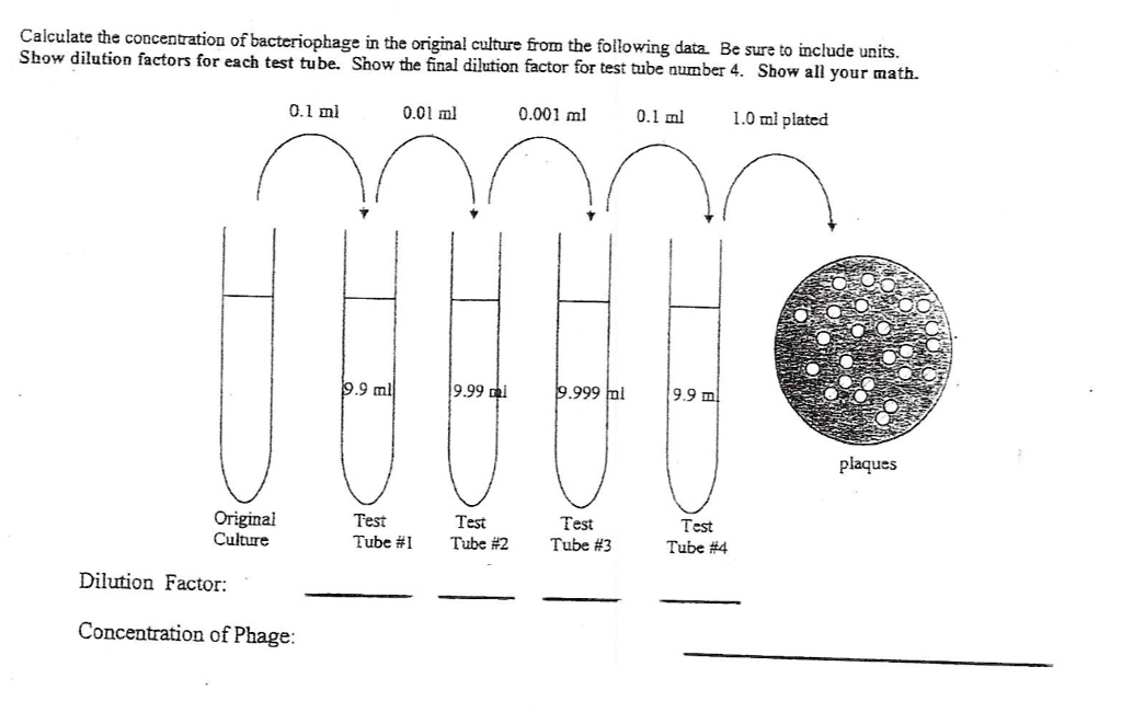 SOLVED Calculate the concentration of bacteriophage in the original culture from the following