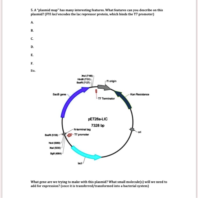 SOLVED Plasmid map' has many interesting features. What features can