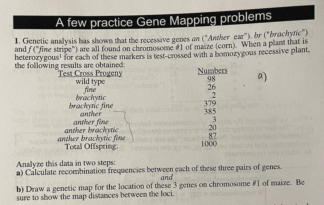 A few practice Gene Mapping problems
1. Genetic analysis has shown that the recessive genes an ("Anther ear"), br ("brachytic") and f ("fine stripe") are all found on chromosome #1 of maize (corn). When a plant that is heterozygous for each of these markers is test-crossed with a homozygous recessive plant, the following results are obtained:
Test Cross Progeny Numbers
wild type 98
fine 26
brachytic 2
brachytic fine 379
anther 385
anther fine 3
anther brachytic 20
anther brachytic fine 87
Total Offspring: 1000
Analyze this data in two steps:
a) Calculate recombination frequencies between each of these three pairs of genes.
and
b) Draw a genetic map for the location of these 3 genes on chromosome #1 of maize. Be sure to show the map distances between the loci.