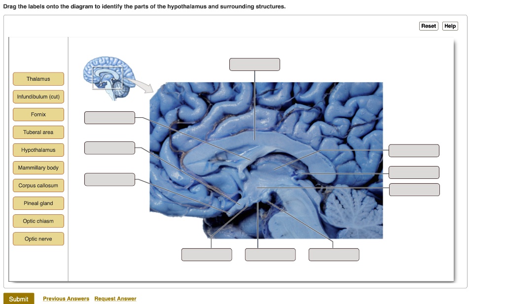 Drag the labels onto the diagram to identify the parts of the ...