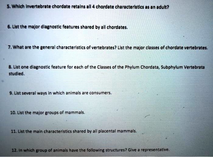 which is a shared characteristic of all chordates