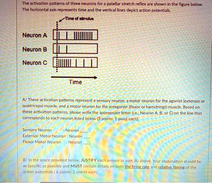 The activation patterns of three neurons for a patellar stretch reflex ...