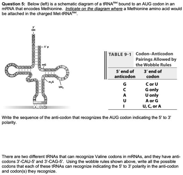 SOLVED Question 5 Below (left) is a schematic diagram of a tRNA bound