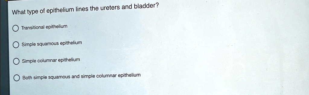 Transitional Vs Simple Columnar What type of epithelium lines the ureters and bladder? Transitional ...