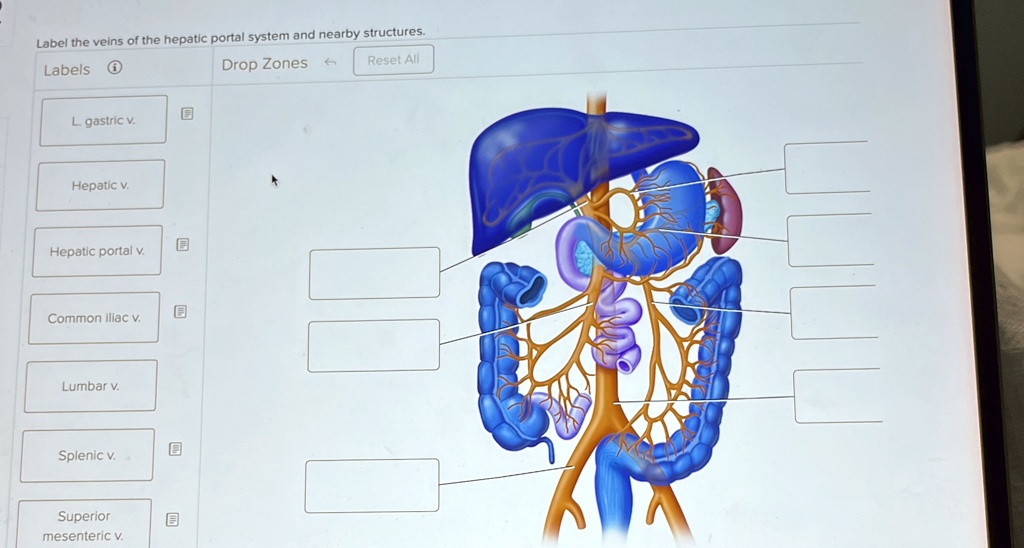 Label the veins of the hepatic portal system and nearby structures ...