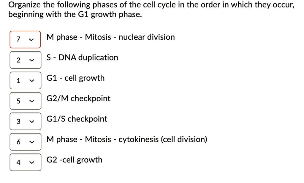 Organize the following phases of the cell cycle in the order...
