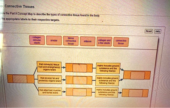 SOLVED: iD: Connective Tissues piete the Part A Concept Map to describe ...