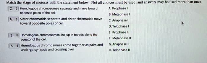 match the stage of meiosis with the statement below not all choices ...