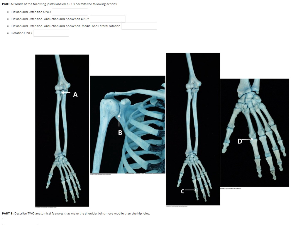 SOLVED PART A Which of the following joints labeled AD is permits