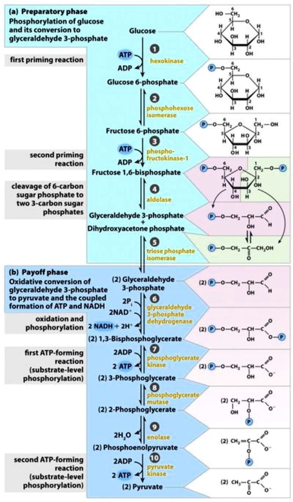 SOLVED: Based on the photo of the Glycolysis pathway, which steps are ...