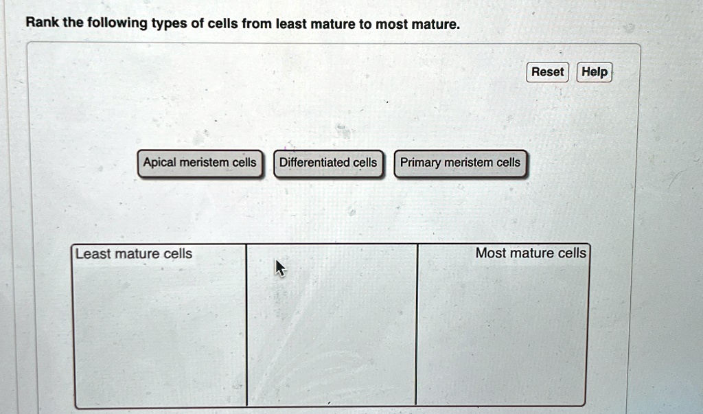 Rank the following types of cells from least mature to most mature