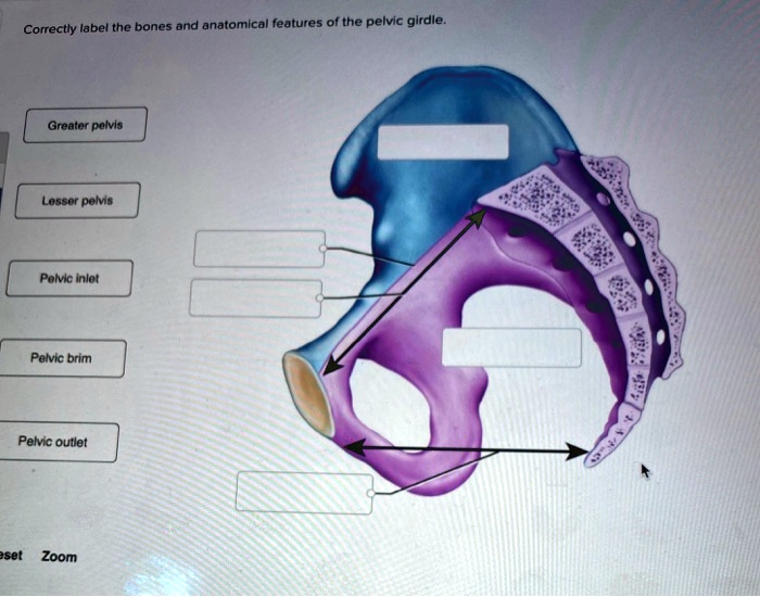 correctly label the bones and anatomical features of the pelvic girdle