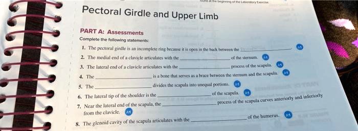 Pectoral Girdle and Upper Limb
PART A: Assessments
Complete the following statements:
1. The pectoral girdle is an incomplete ring because it is open in the back between the 
2. The medial end of a clavicle articulates with the 
of the sternum.
3. The lateral end of a clavicle articulates with the 
process of the scapula.
4. The 
is a bone that serves as a brace between the sternum and the scapula.
5. The 
divides the scapula into unequal portions.
6. The lateral tip of the shoulder is the 
of the scapula.
7. Near the lateral end of the scapula, the 
process of the scapula curves anteriorly and inferiorly
from the clavicle.
8. The glenoid cavity of the scapula articulates with the 
of the humerus.