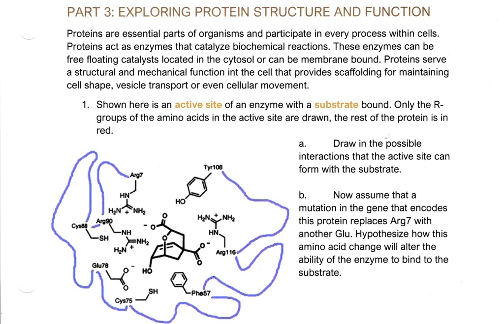 SOLVED PART 3 EXPLORING PROTEIN STRUCTURE AND FUNCTION Proteins are