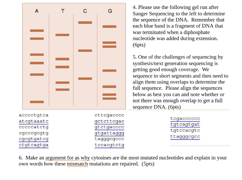 SOLVED: 4. Please Use The Following Gel Run After Sanger Sequencing To ...