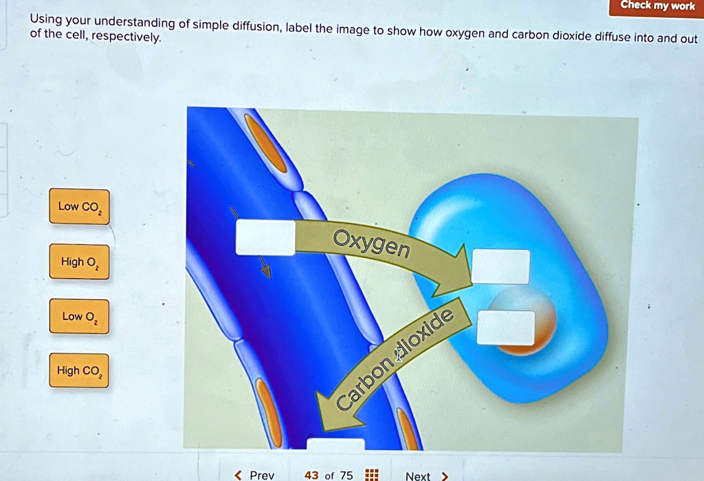 using your understanding of simple diffusion label the image to show ...