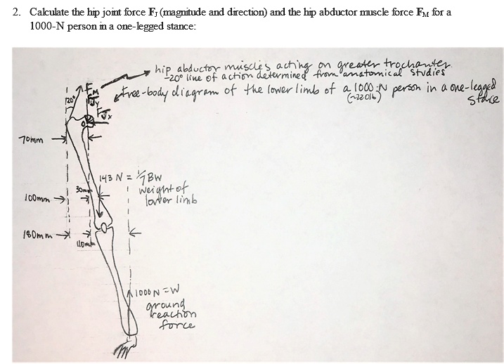 2. Calculate the hip joint force Fj (magnitude and direction) and the ...