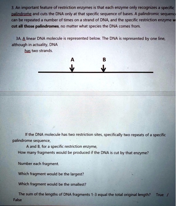 3. An important feature of restriction enzymes is that each enzyme only recognizes a specific palindrome and cuts the DNA only at that specific sequence of bases. A palindromic sequence can be repeated a number of times on a strand of DNA, and the specific restriction enzyme will cut all those palindromes, no matter what species the DNA comes from.

3A. A linear DNA molecule is represented below. The DNA is represented by one line, although in actuality, DNA
has two strands.

If the DNA molecule has two restriction sites, specifically two repeats of a specific palindrome sequence,
A and B, for a specific restriction enzyme,
How many fragments would be produced if the DNA is cut by that enzyme?

Number each fragment.

Which fragment would be the largest?

Which fragment would be the smallest?

The sum of the lengths of DNA fragments 1-3 equal the total original length? True /
False