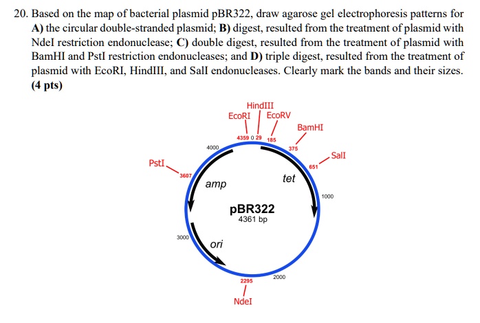 Based on the map of bacterial plasmid pBR322, draw agarose gel ...