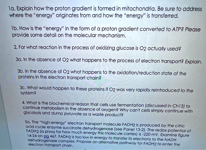 1a. Explain how the proton gradient is formed in mitochondria. Be sure to address
where the "energy" originates from and how the "energy" is transferred.
1b. How is the "energy" in the form of a proton gradient converted to ATP? Please
provide some detail on the molecular mechanism.
2. For what reaction in the process of oxidizing glucose is O2 actually used?
3a. In the absence of O2 what happens to the process of electron transport? Explain.
3b. In the absence of O2 what happens to the oxidation/reduction state of the
proteins in the electron transport chain?
3c. What would happen to these proteins if O2 was very rapidly reintroduced to the
system?
4. What is the biochemical reason that cells use fermentation (discussed in Ch13) to
continue metabolism in the absence of oxygen? Why can't cells simply continue with
glycolysis and dump pyruvate as a waste product?
5a. The "high-energy" electron transport molecule FADH2 is produced by the citric
acid cycle enzyme succinate dehydrogenase (see Panel 13-2). The redox potential of
FADH2 (a proxy for how much energy this molecule carries) is -220 mV. Examine figure
14-24 on pg 467. FADH2 is too low in energy to transfer its electrons to the NADH
dehydrogenase complex. Propose an alternative pathway for FADH2 to enter the
electron transport chain.