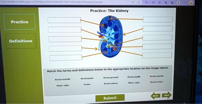 Practice: The Kidney Practice Definitions Match the terms and ...
