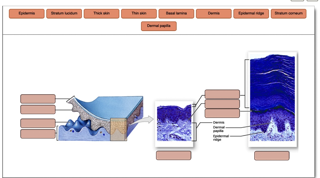 SOLVED: Epidermis Stratum lucidum Thick skin Thin skin Basal lamina ...